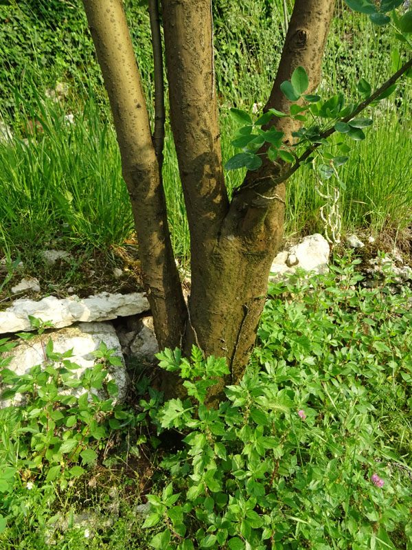 Laburnum anagyroides - Fabaceae